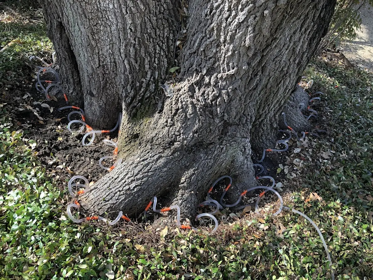 Detailed Tree Cabling and Bracing job site in Villanueva
