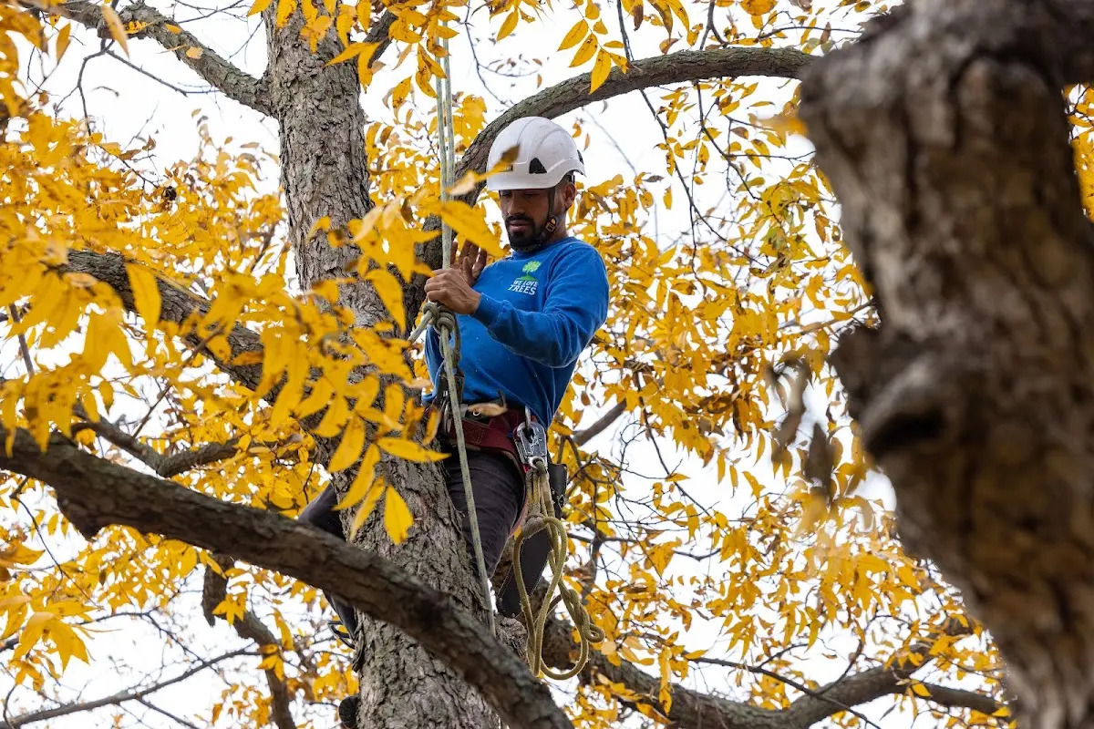 Skilled Tree Planting crew working in Villanueva